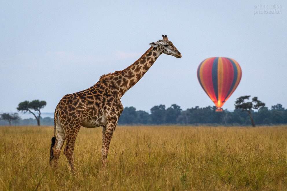 Activity - Hot Air Ballon Safari 1