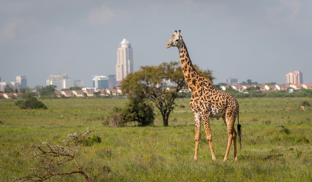 Destination - Nairobi, Kenya 1