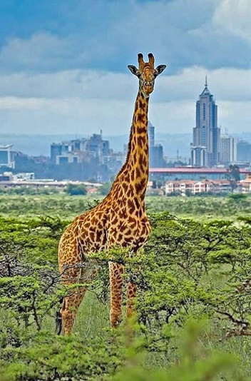 nairobi national park kenya mobile