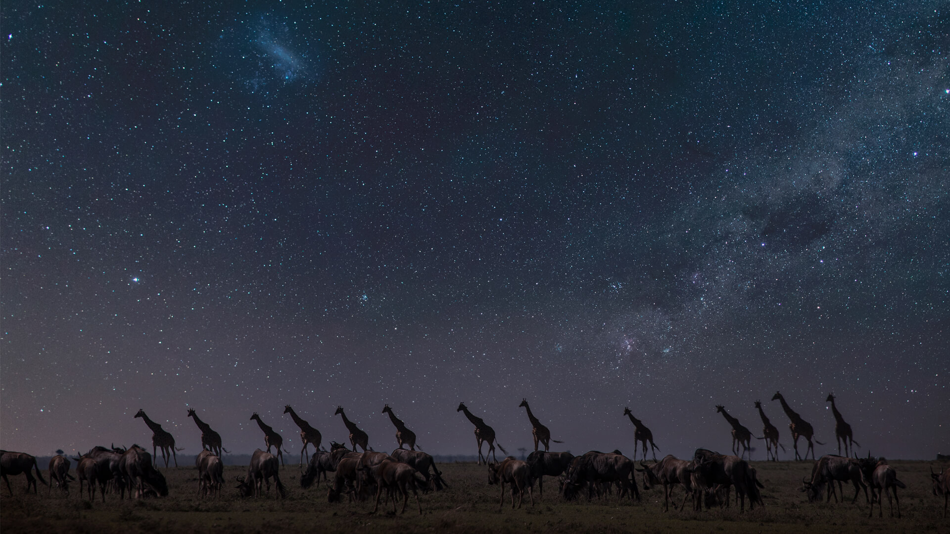 samburu star gazing