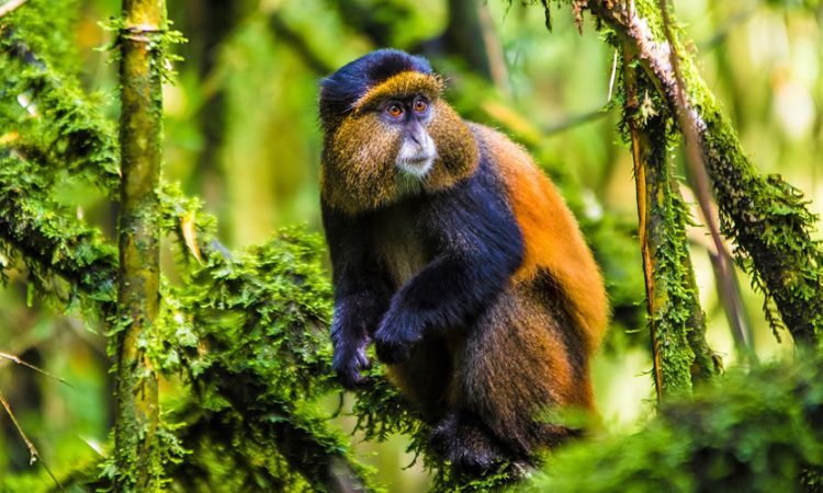 uganda-golden-monkey-750x450