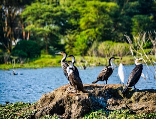 Destination Serengeti 3
