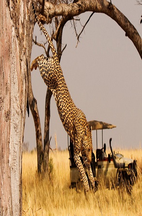 Filming in Akagera National Park e1597587467695 1200x600 1