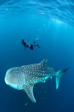 Mafia_Island_Whale_Shark_04