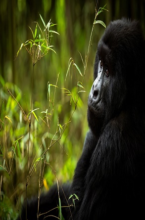 SVNP_WILDLIFE_Gorilla_Sabyinyo_Family_Ross_Couper_27