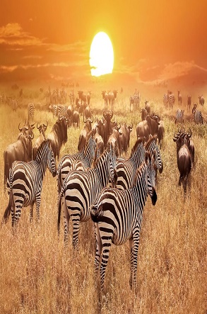 Serengeti National Park zebra and wildebeest