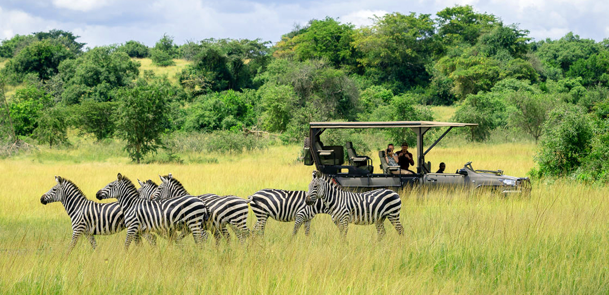 gentle elephants in akagera