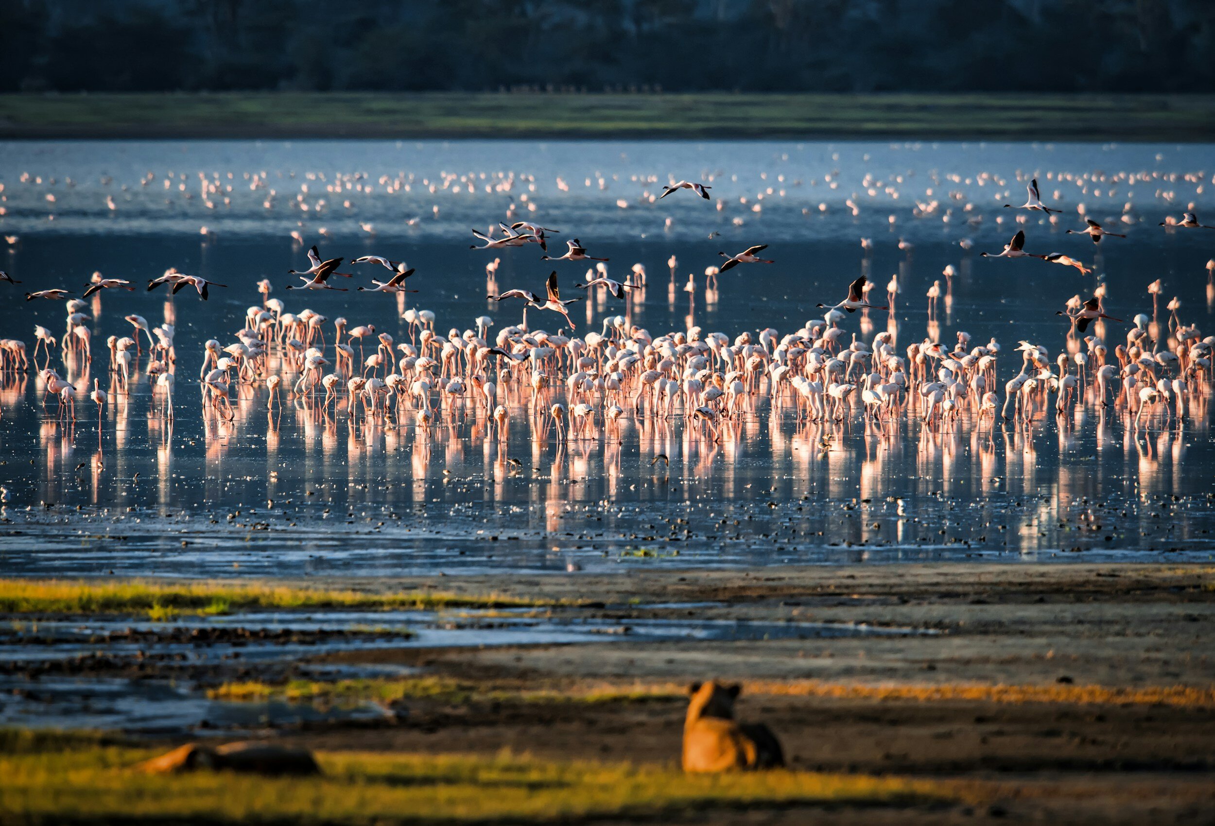 Destination Lake Manyara 1