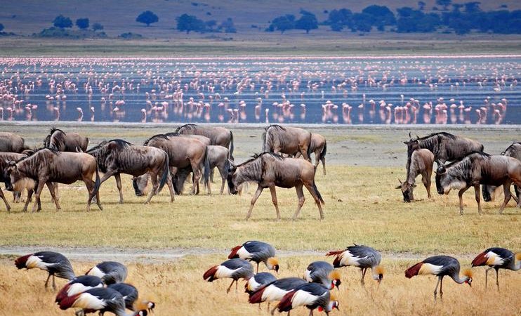 Destination - Lake Manyara 3