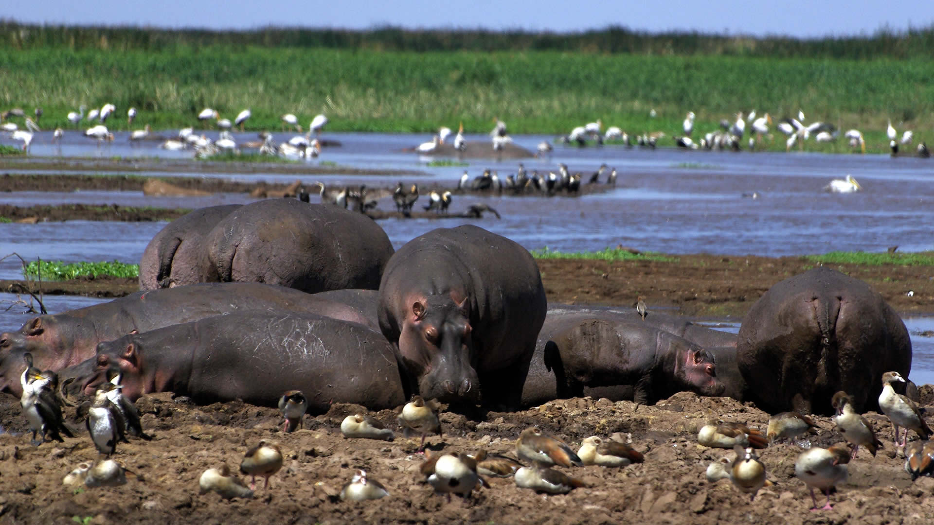 Destination - Lake Manyara Display Picture
