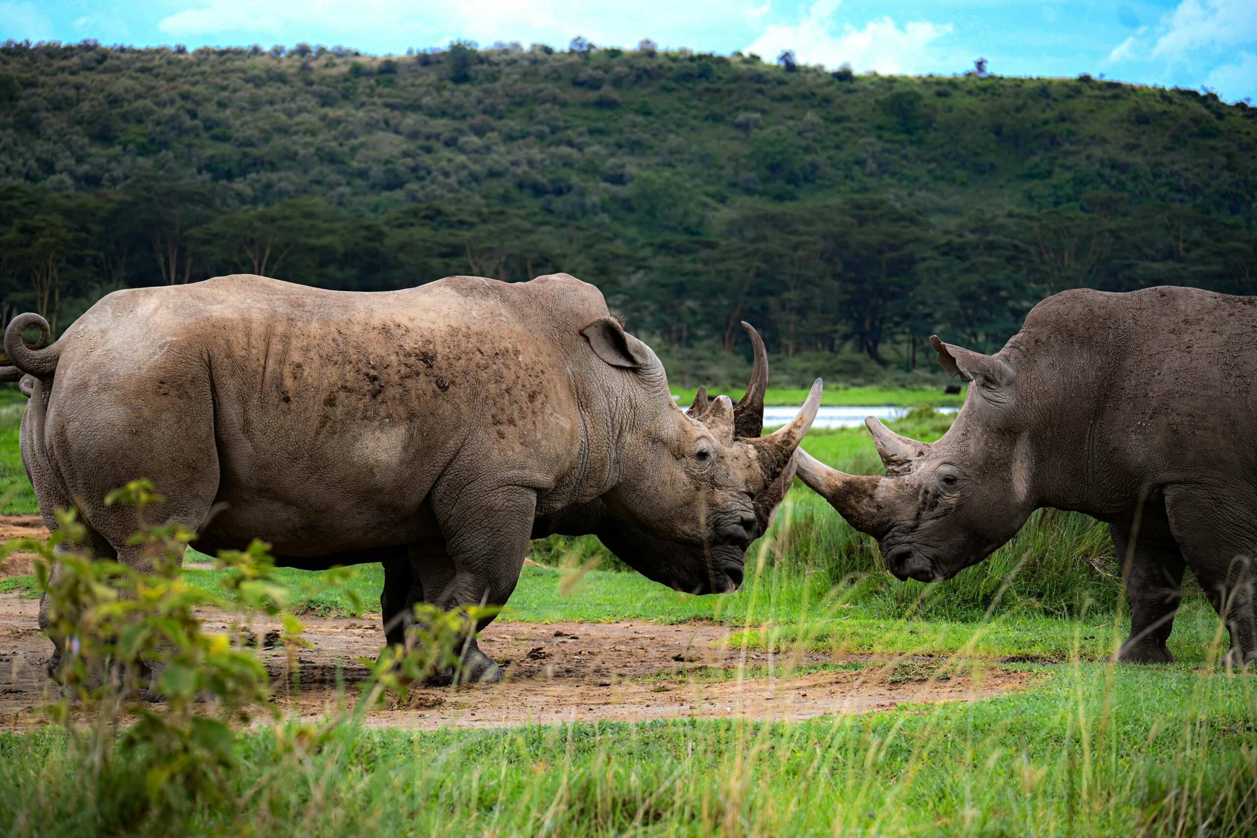 Destination Ol Pejeta Conservancy 2 scaled