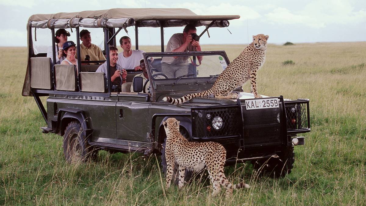 Theme Wild Life 11