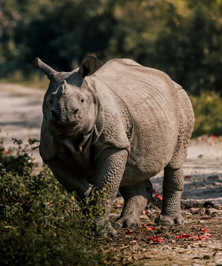 Theme Wildlife Big