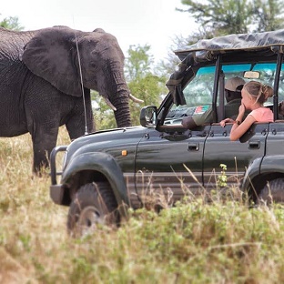 Theme bushlife safari drive 2