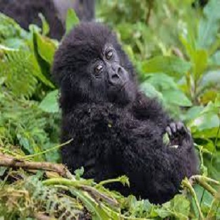 Theme wildlife Gorilla Trekking1 1