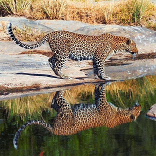 Theme wildlife big five 1