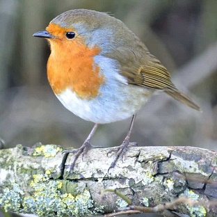 Theme wildlife birdwatching 1